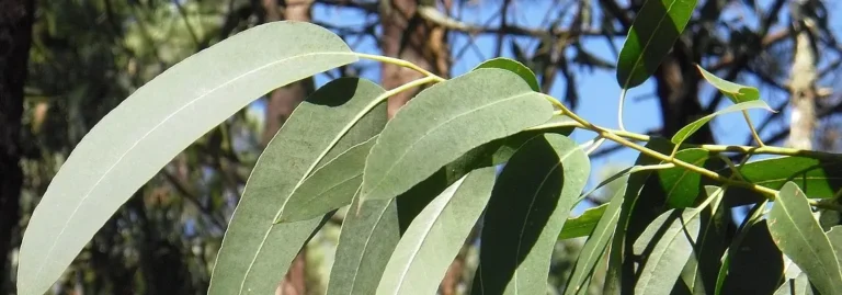 hojas de eucalipto