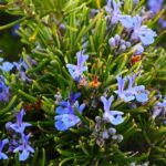 hojas de romero, flor azul